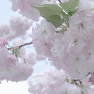 兽设背景场景绘制兽圈社群